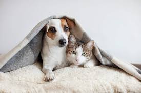 PET, nossos animais de estimação